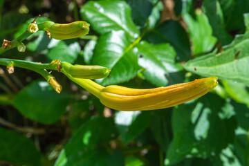 yellow flower bud