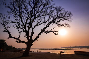 Wall Mural - Scenic view of holy river Narmada with dry tree at Cheepaner Ghat, Madhya Pradesh, India.