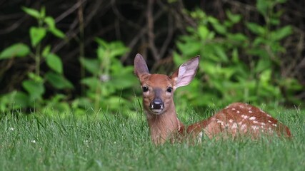 Wall Mural - White-tailed deer fawn bedded down in an open field in summer