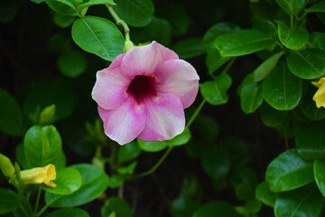 beautiful pink color flower at outdoor, blurred background, green