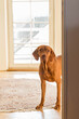 the vizsla dog stands in the doorway and does not enter the room