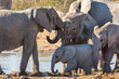 Family of African Elephants (Loxodonta africana) in Etosha National Park in Namibia, Africa.