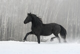 Fototapeta Konie - Beautiful black friesian horse with the mane flutters on wind running on the snow-covered field in the winter background