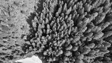 Wall Mural - Aerial view of beautiful mountain trees in summer season