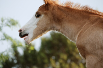 portrait of a young foal horse