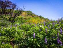 Close Up Of A Hill With Lupine Flowers In Malibu Creek State Park In The Santa Monica Mountains In Spring 2019