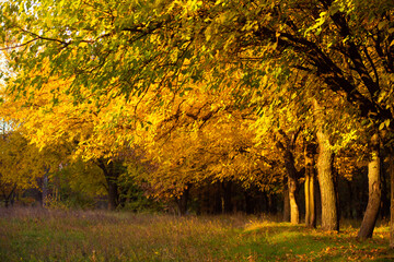 Wall Mural - Beautiful autumn park. Picturesque nature, golden trees in the rays of the sun.