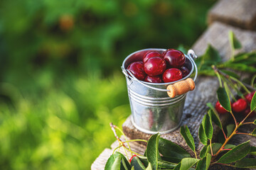 Wall Mural - Fresh sour cherries