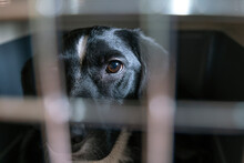 Sad Black Dog In Cage Looks Through The Bars. Veterinary, Transportation Concept. Close-up.