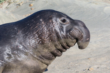 Wall Mural - Northern Elephant Seal sub adult male