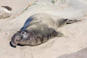 Wall Mural - Northern Elephant Seal - sub adult