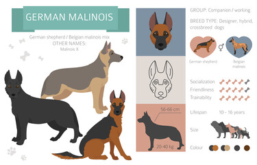 Wall Mural - Designer dogs, crossbreed, hybrid mix pooches collection isolated on white. German malinois flat style clipart infographic