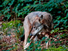 Close-up Portrait Of The Wolf In A Natural Environment Of A Green Forest. European Grey Wolf, Canis Lupus.