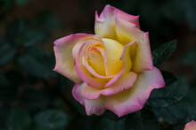 Rose With Yellow Colour As Base And Pink In The Edge