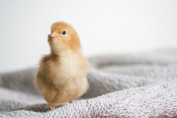 Baby chicken on a white background