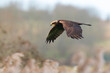 © Sander Meertins - Western marsh harrier, Circus aeruginosus, bird of prey hunting