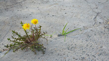 Yellow Flowers Of A Dandelion On The Pavement Grey Summer
