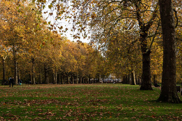 A British park in yellow leaves