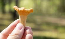 Fresh Chanterelle Mushrooms In Female Teen Hand.