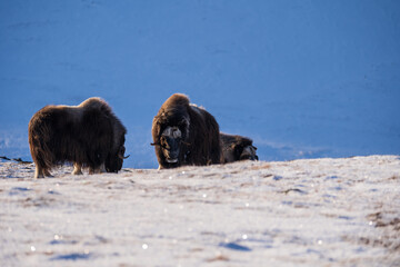 Musk ox from Dovrefjell National Park, Norway. Arctic winter environment.