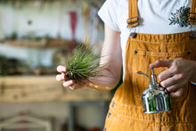 Close Up Of Woman Florist Wear Overalls, Spraying Air Plant Tillandsia By Vintage Steel Water Sprayer At Garden Home/greenhouse, Taking Care Of Houseplants. Indoor Gardening. Small Business, Freelance