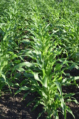 Sticker - Corn Plants