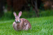 Young Native Bunny Grazing In A Healthy Green Lawn

