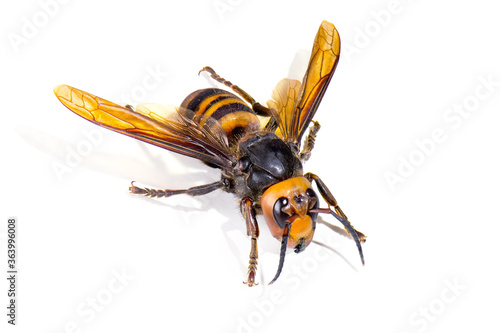 Cuadros en Lienzo Asian giant hornet on white background