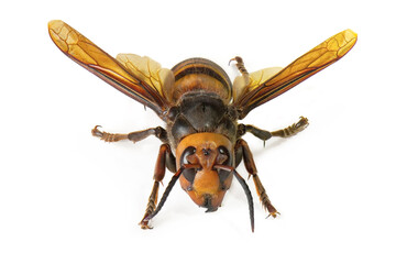 Asian giant hornet on white background. The world's largest hornet known as horrible 