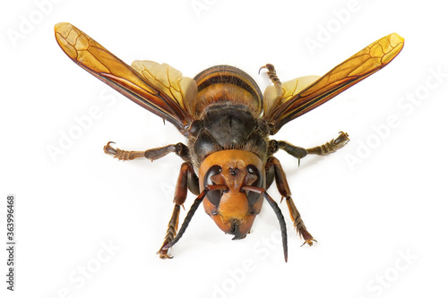 Fotomural Asian giant hornet on white background