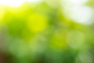 Abstract blur yellow, green and white color bokeh background