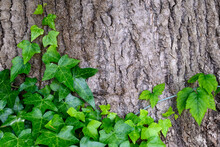 Closeup Of Invasive English Ivy Growing On An Evergreen Tree Trunk, As A Nature Background
