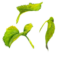 Green sunflower leaf isolated on a white background.