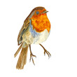 Watercolor bird - robin. Colorful Hand painted illustration on a white background.