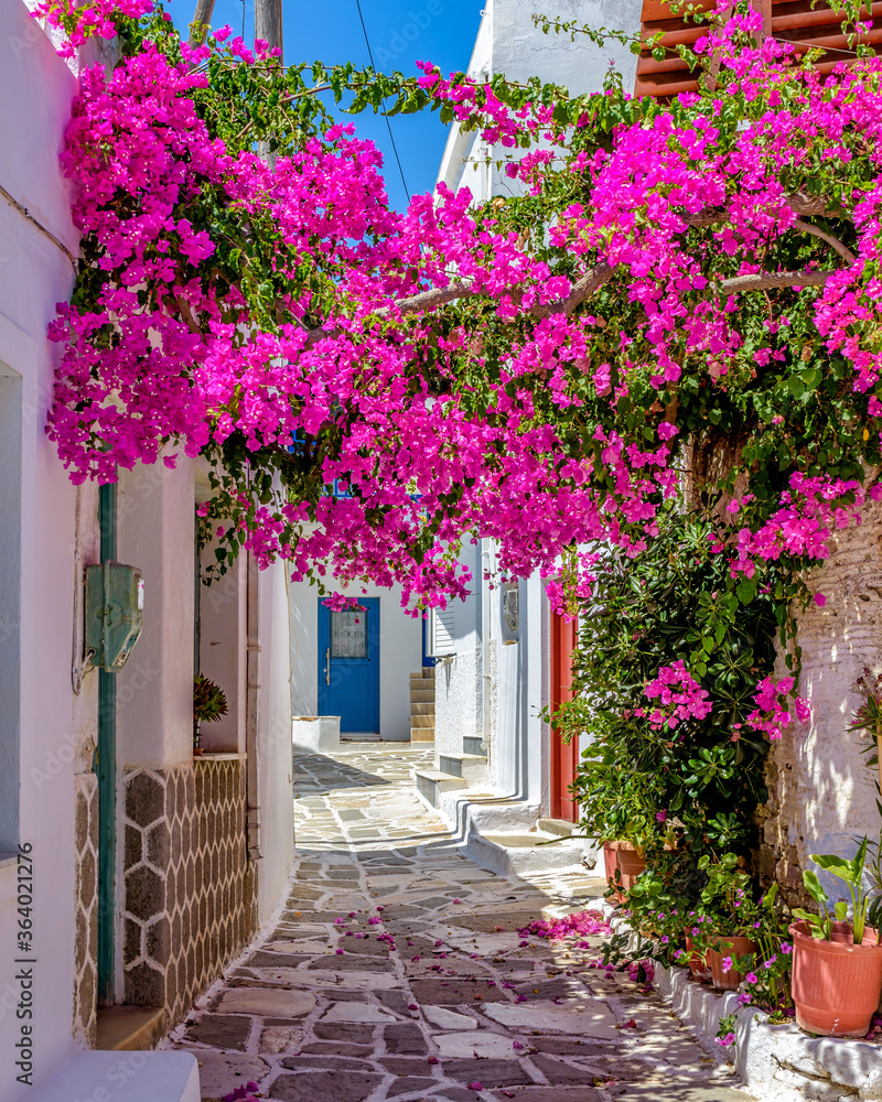 Picturesque alley in Prodromos Paros greek island with a full blooming bougainvillea !! Whitewashed traditional houses with blue door  and flowers all over !!! - obrazy, fototapety, plakaty 