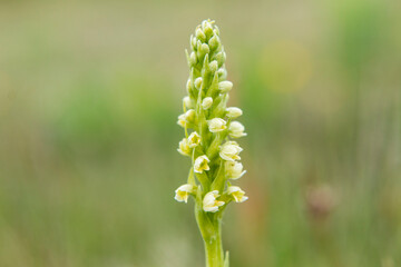 Wall Mural - Small White Orchid (Pseudorchis albida) in natural habitat