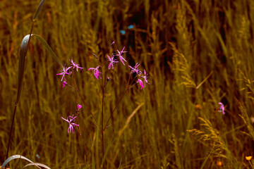 multicolored plants and flowers on the green plain on a beautiful summer day