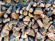 Chopped Firewood From Fruit Trees In Outdoor Woodpile