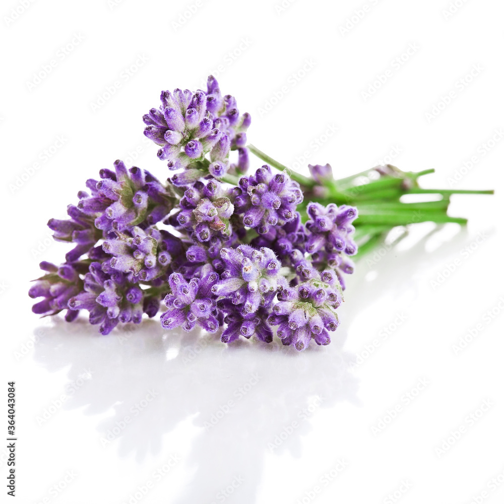 Bouquet of lavender flowers isolated on a white background. - obrazy, fototapety, plakaty 