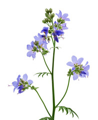 Wall Mural - Jacob's Ladder or Greek valerian (Polemonium caeruleum) flower isolated on a white background.