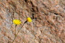 Two Yellow False Dandelion Flowers On Red Granite Cliff Background