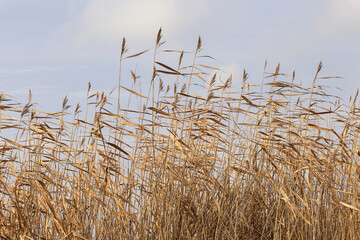 Naklejka na meble  Gold grass on the blue background . Beautiful nature landscape.