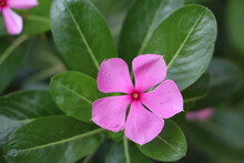 Catharanthus Roseus, Commonly Known As The Madagascar Periwinkle Beautiful Pink Color