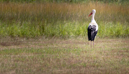 White Stork Walking on the Meadow on the Bright Summer Day .