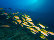 School of yellowfin goatfish and hard corals