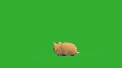 Sticker - hamster on a green screen