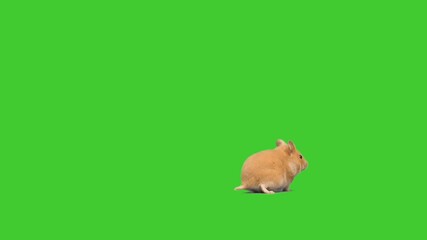 Sticker - hamster on a green screen