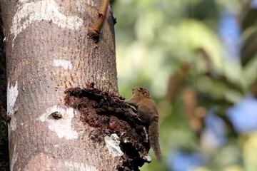 Plain Pigmy Squirrel (Exilisciurus exilis) - ボルネオコビトリス