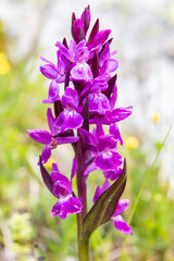 Wall Mural - Heart-shaped Marsh Orchid (Dactylorhiza cordigera)