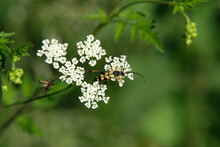 Käfer Gefleckter Schmalbock Auf Weißer Blüte Vom Giersch Und Grüner Hintergrund - Stockfoto